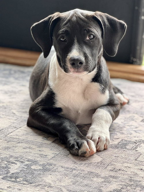 Carlow, an adoptable Terrier in Charlotte, NC