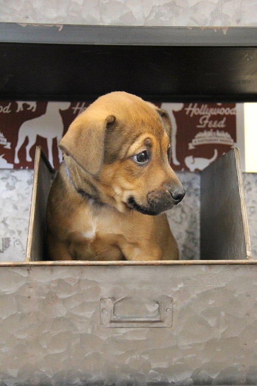 Oisin, an adoptable Terrier in Charlotte, NC