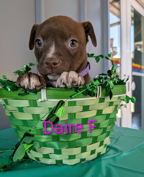 Daire