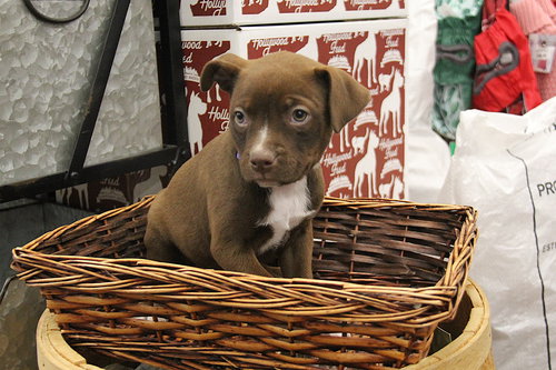 Daire, an adoptable Unknown breed in Charlotte, NC