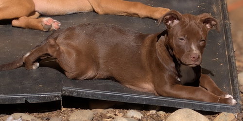 Daire, an adoptable Unknown breed in Charlotte, NC