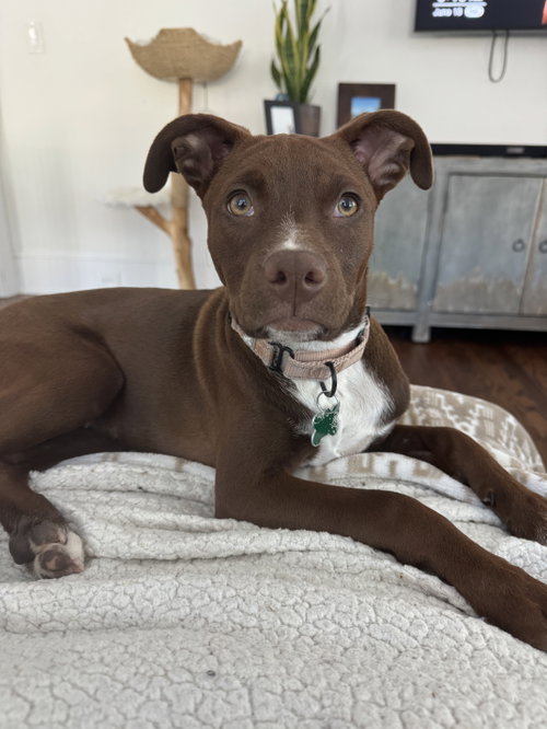 Daire, an adoptable Terrier in Charlotte, NC