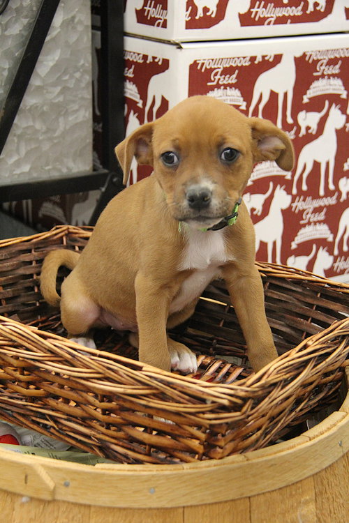 Madra, an adoptable Terrier in Charlotte, NC