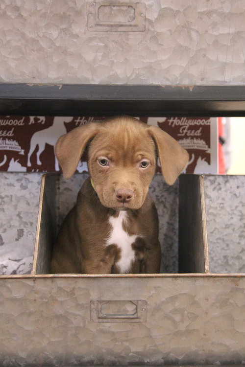 picture of the dog needing adoption