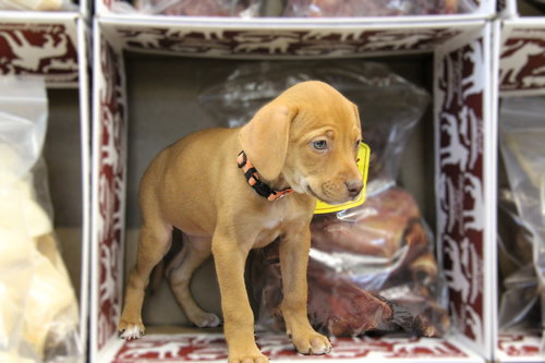 Rory, an adoptable Terrier in Charlotte, NC