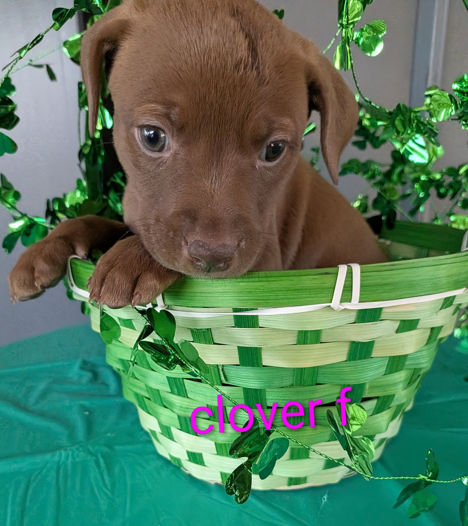 Clover Image
