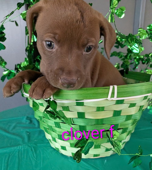 Clover, an adoptable Terrier in Charlotte, NC