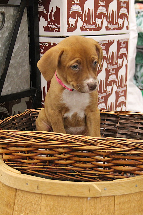Siobhan, an adoptable Terrier in Charlotte, NC