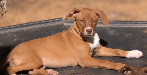 Siobhan, an adoptable Terrier in Charlotte, NC