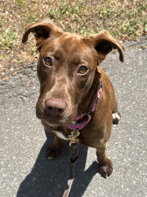 picture of the dog needing adoption