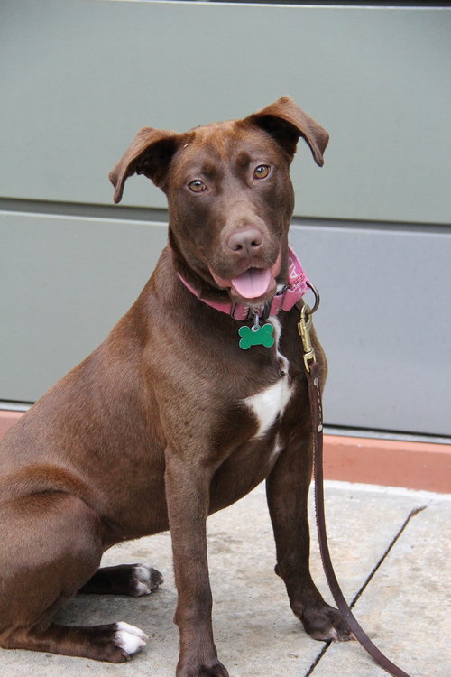 Jonquil, an adoptable Retriever in Charlotte, NC