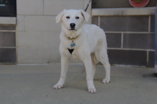 ELOWEN - Unknown for adoption in Charlotte