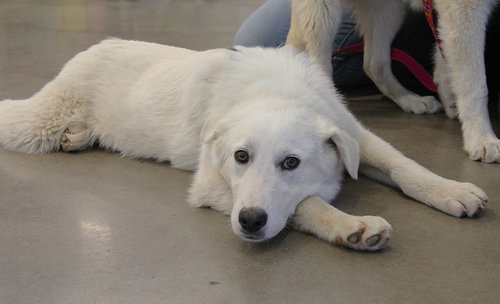 ELOWEN - Great Pyrenees / Golden Retriever available for adoption