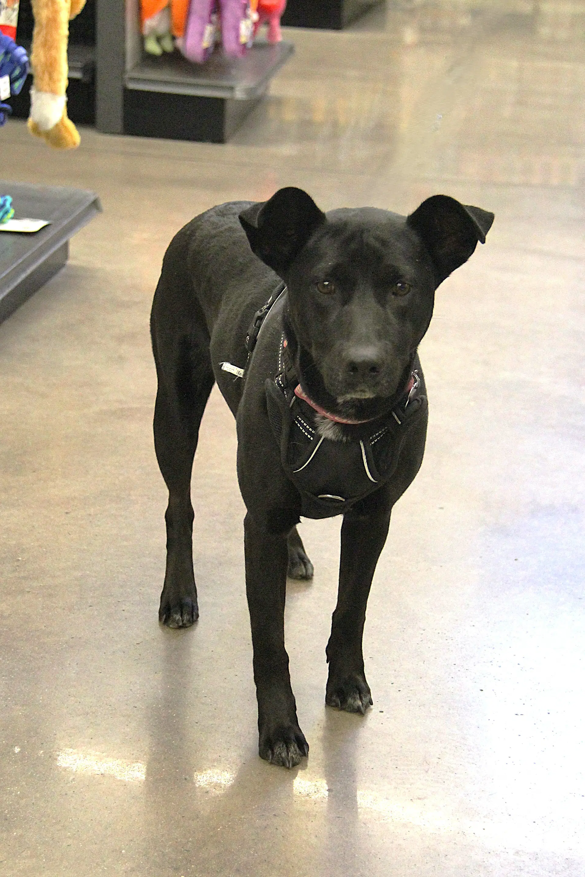 Lucy image 3