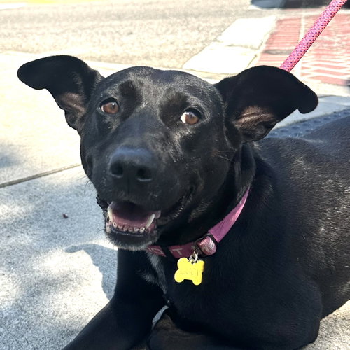 picture of the dog needing adoption