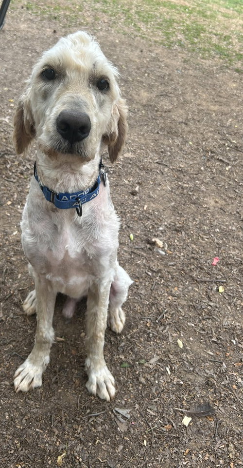 Patrick, an adoptable Labrador Retriever in Charlotte, NC