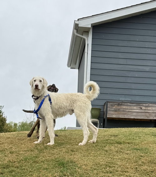 picture of the dog needing adoption