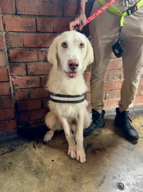 Waldo, an adoptable Labrador Retriever in Charlotte, NC