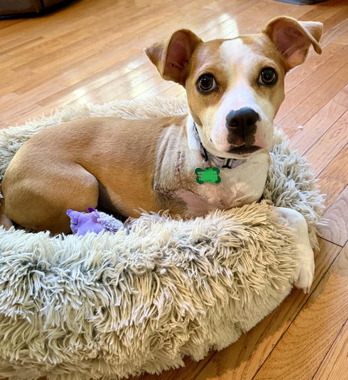 picture of the dog needing adoption