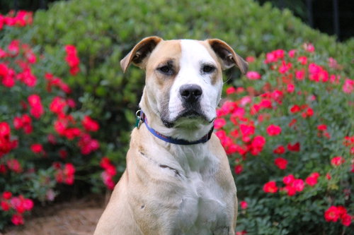 Ramos, an adoptable Pit Bull Terrier in Charlotte, NC