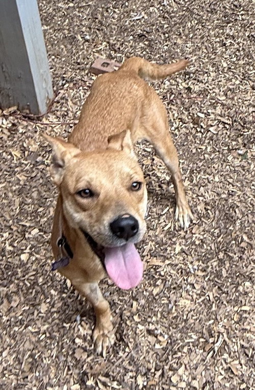 Chaser, an adoptable Hound in Charlotte, NC