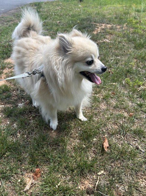 Louie, an adoptable Pomeranian in Charlotte, NC