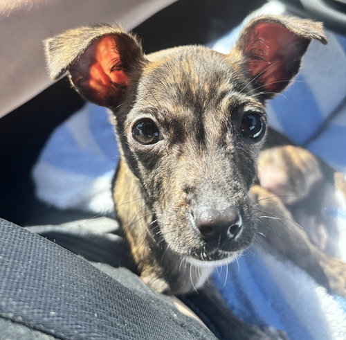 Chidi, an adoptable Chihuahua in Charlotte, NC