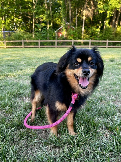 Louisa, an adoptable Pomeranian in Charlotte, NC
