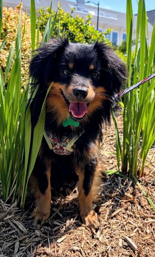 Walt, an adoptable Pomeranian in Charlotte, NC