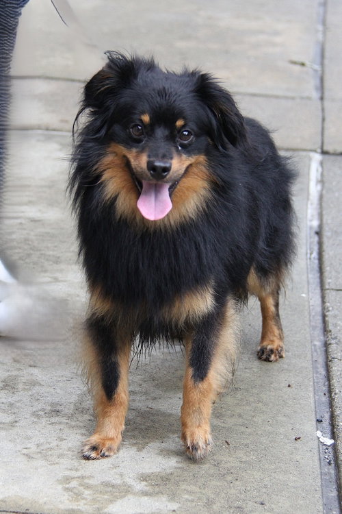 Walt, an adoptable Pomeranian in Charlotte, NC