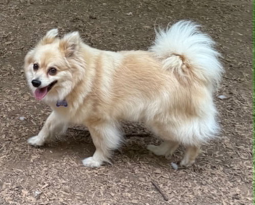 Phillis, an adoptable Pomeranian in Charlotte, NC