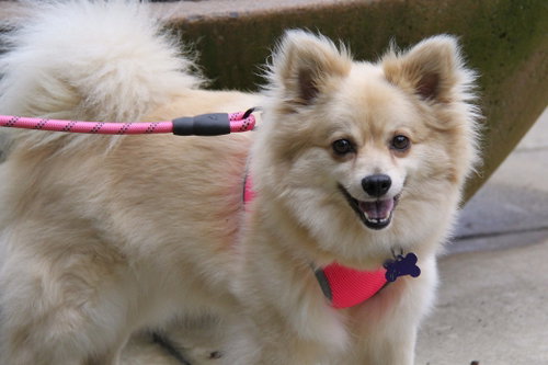 Phillis, an adoptable Pomeranian in Charlotte, NC