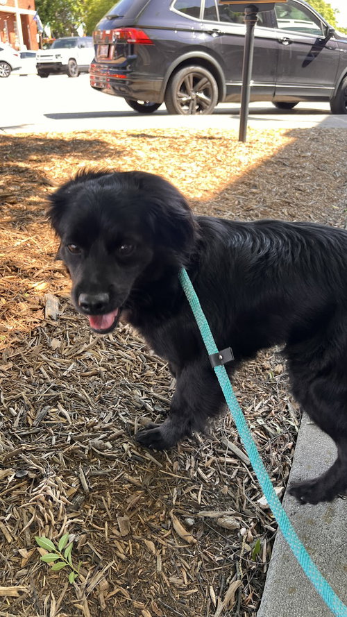 Helen, an adoptable Pomeranian in Charlotte, NC