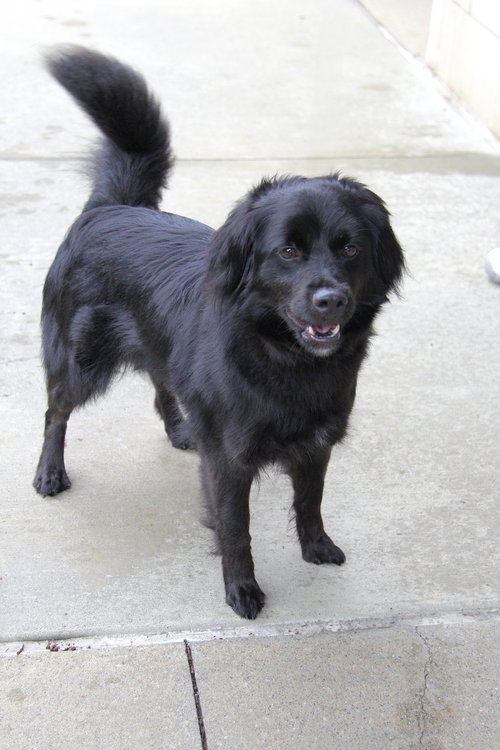Helen, an adoptable Pomeranian in Charlotte, NC