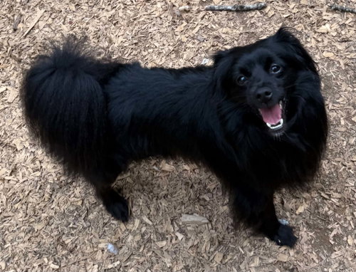 Ralph, an adoptable Pomeranian in Charlotte, NC