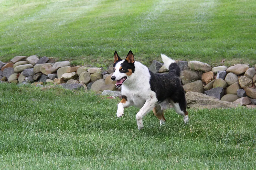 Jango image 2