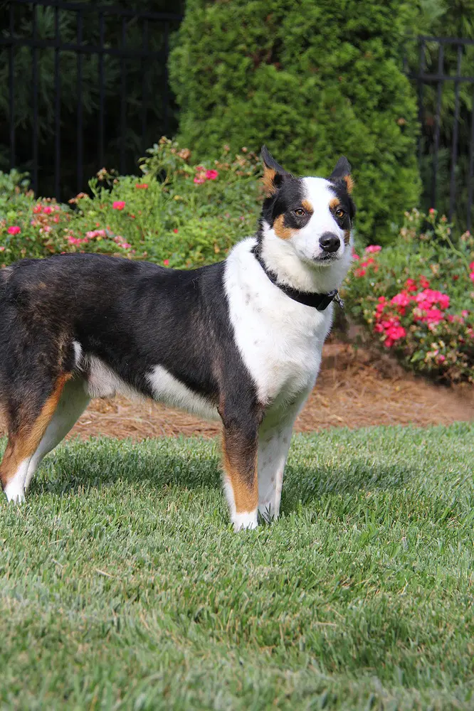 Jango image 3