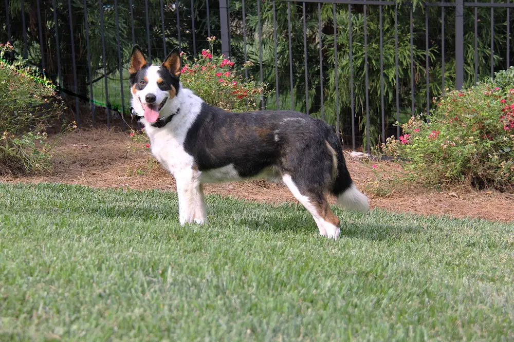 Jango image 4