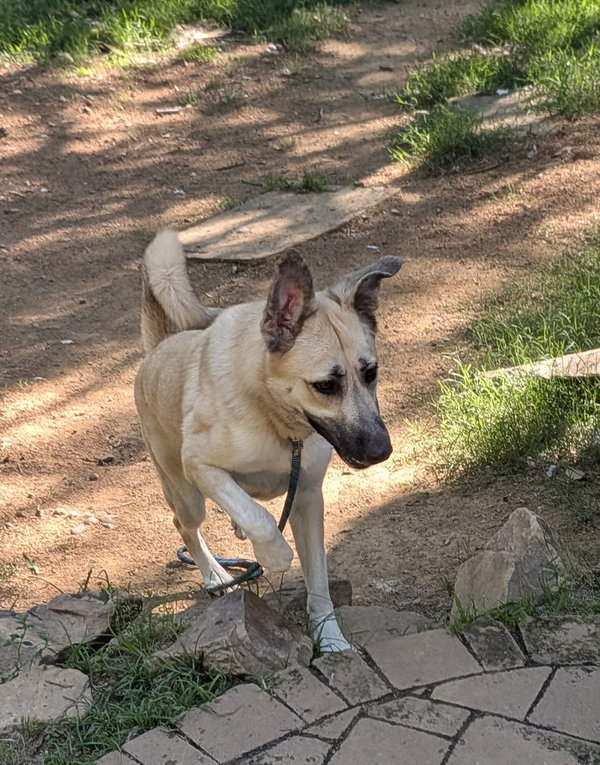 Jolie