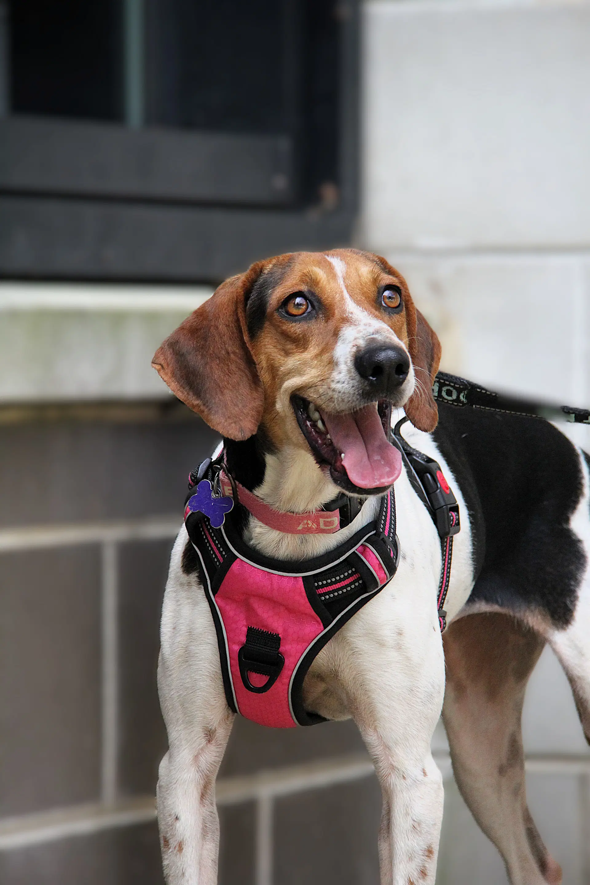 Apple - American Foxhound