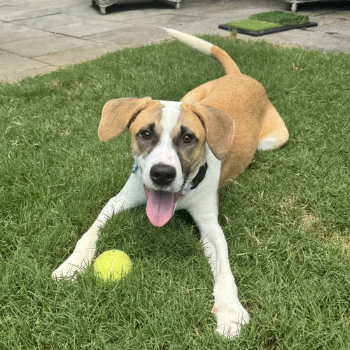 Glenn, an adoptable Hound in Charlotte, NC