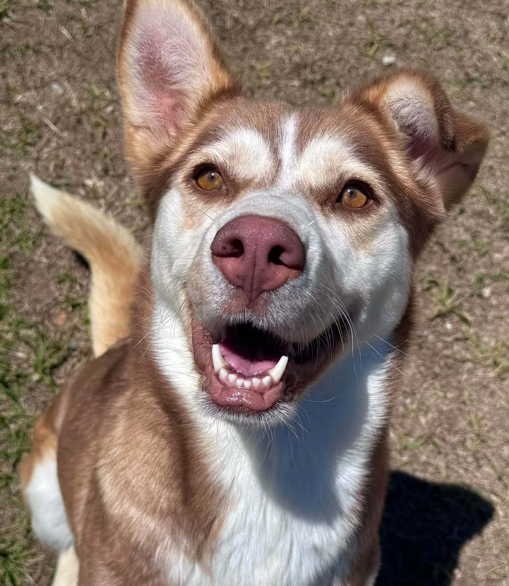 Fern - Siberian Husky
