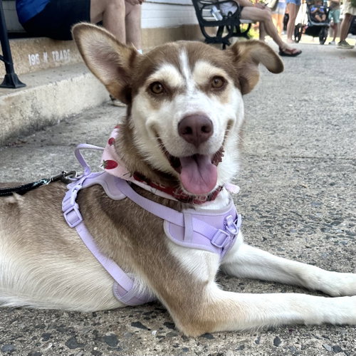 picture of the dog needing adoption