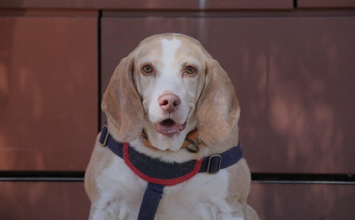 Legba, a dog for adoption from Greater Charlotte SPCA