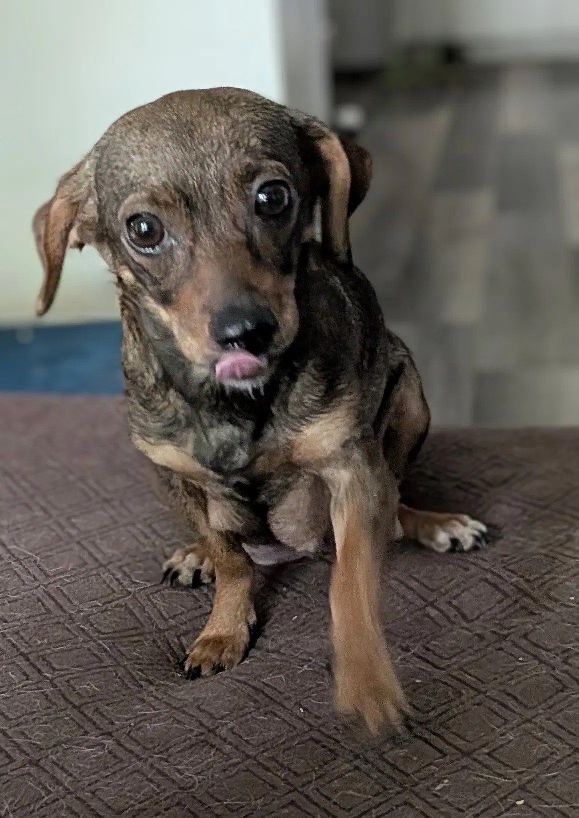 Binah - Dachshund