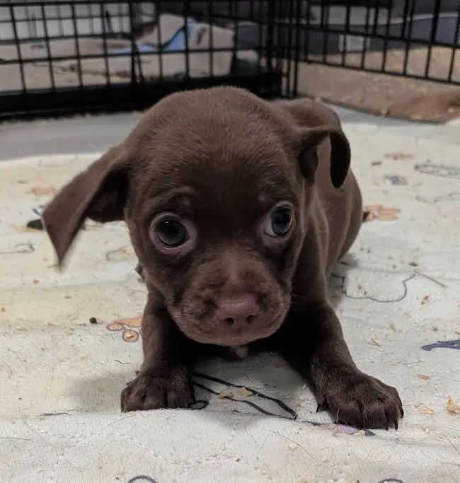 Meydad - Dachshund