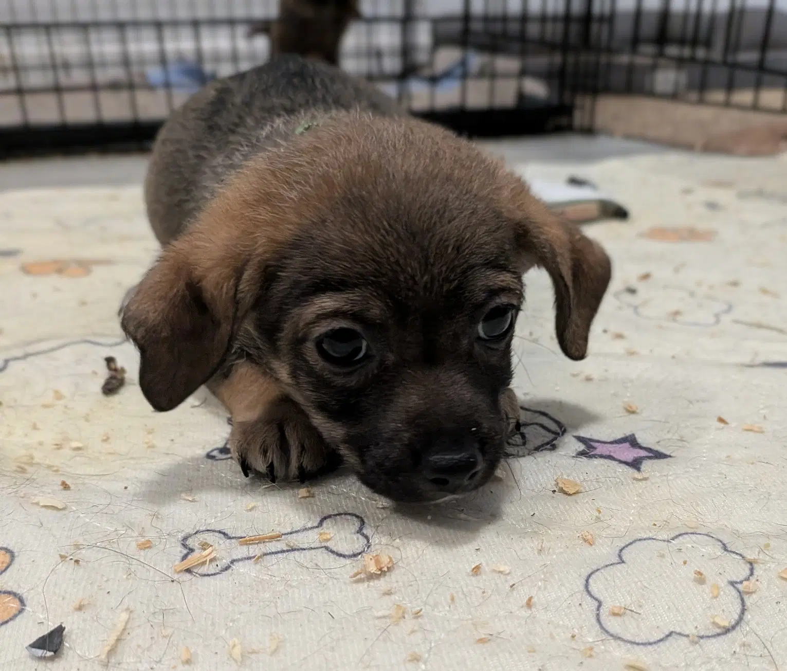 Hadar - Dachshund