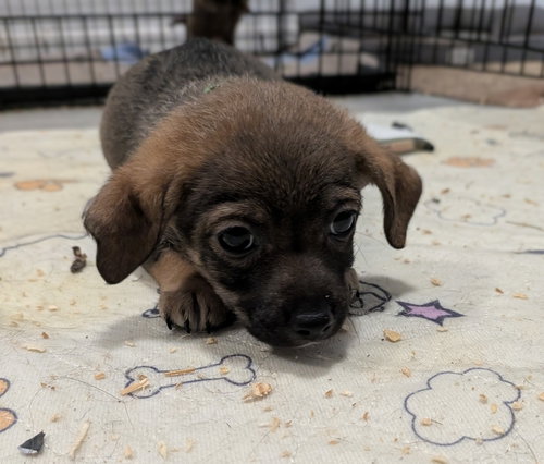 picture of the dog needing adoption