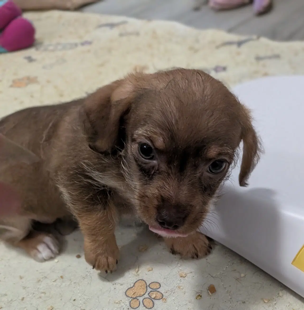 Meira - Dachshund
