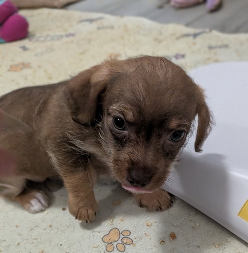picture of the dog needing adoption